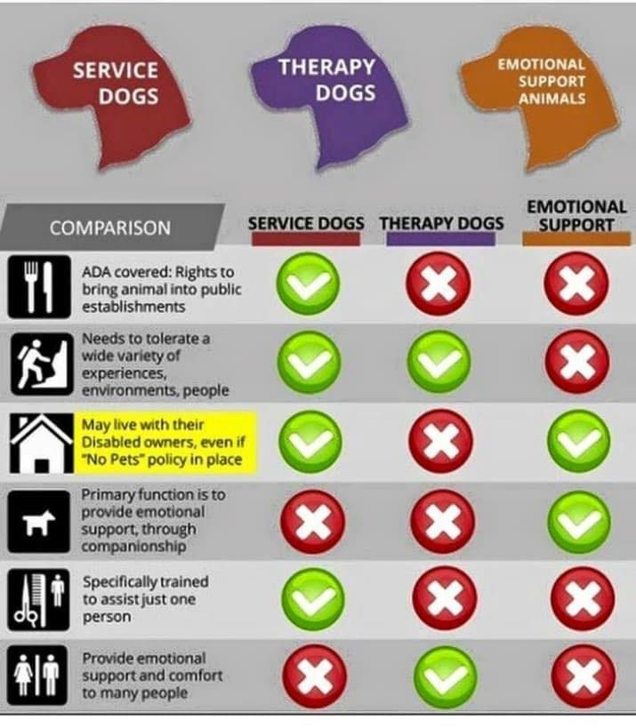 Emotional Support Animal, Therapy Dog, or Service Animal? Is there a  difference? | Wonderpup Dog Training